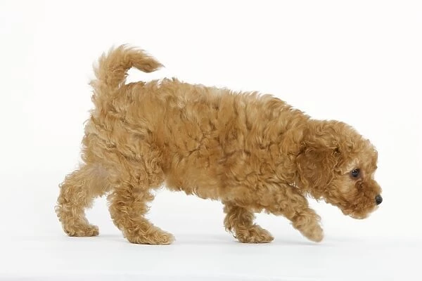 Dog - Apricot Poodle walking in studio