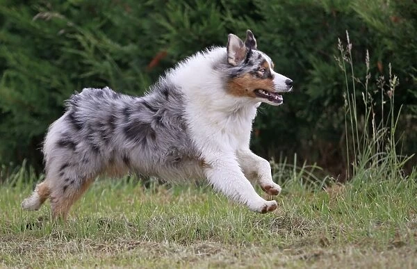 Dog - Australian Sheepdog  /  Shepherd Dog - running