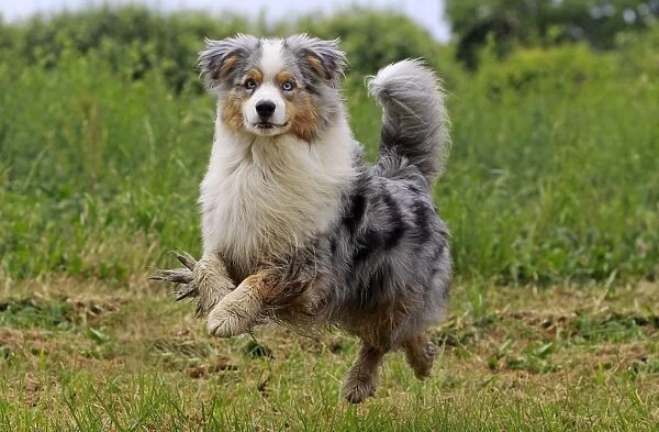 Dog - Australian Sheepdog  /  Shepherd Dog - puppy running