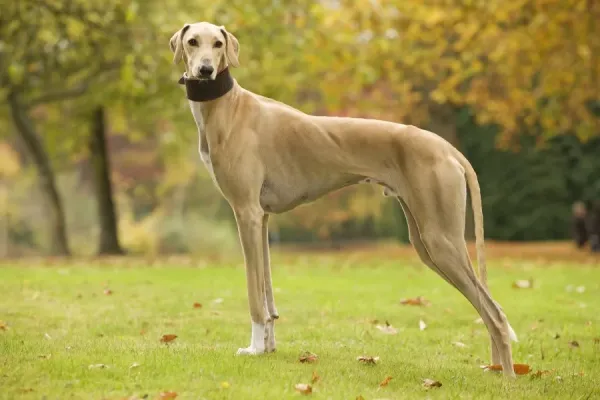 Sloughi Puppy Sloughi Temperament 13+ Thousand Ancient Breed