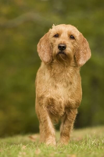 Dog - Basset Fauve de Bretagne. Also known as Tawny Brittany Basset