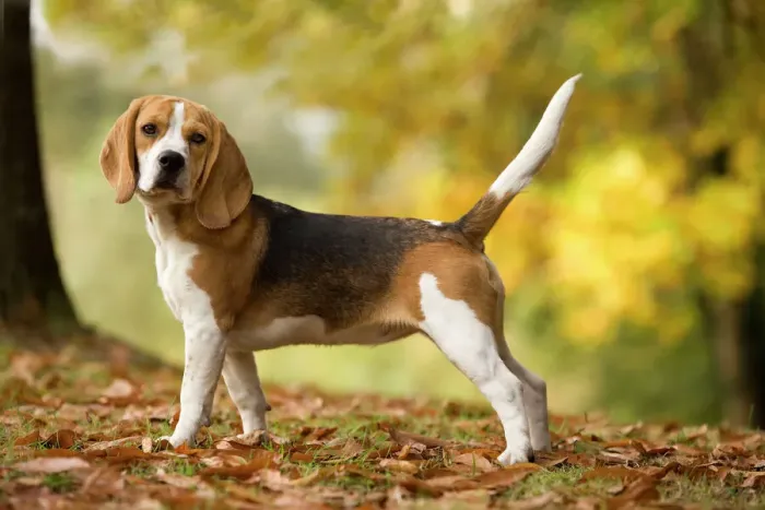 Framed Print : Beagle Print by Jean-Michel Labat Framed Print : Beagle Print by Jean-Michel Labat