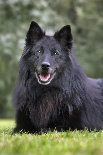 Dog - Belgian Shepherd Groenendael