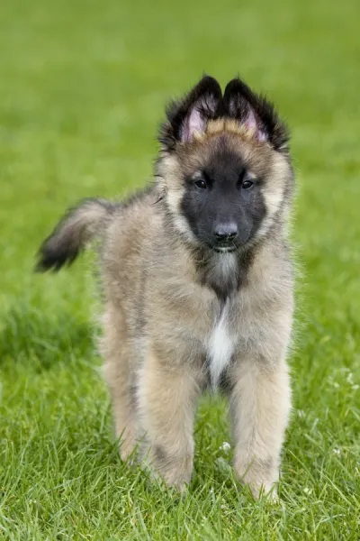 Dog - Belgium Shepherd Tervuren puppy in garden