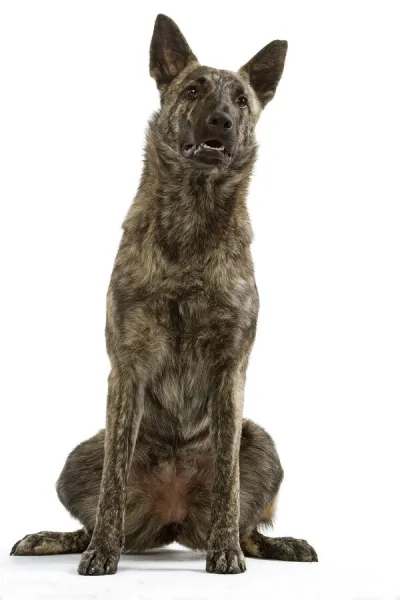 Dog - Berger Hollandaise  /  Dutch Shepherd Dog. Also known as Hollandse Herdershond