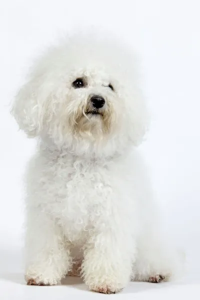 Dog - Bichon Frise - in studio