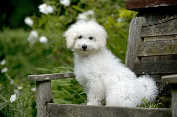 DOG - Bichon frise X poodle sitting on garden bench