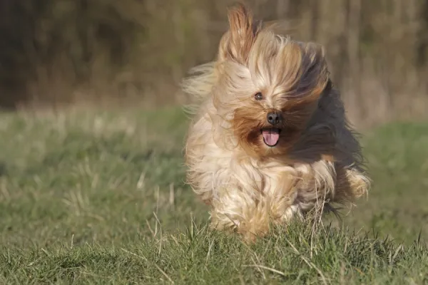 Dog - Bichon Havanais  /  Havanese - running towards camera