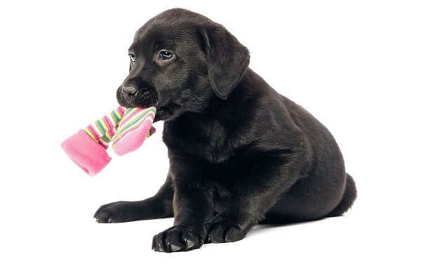 Dog - Black labrador puppy - in studio with sock in mouth