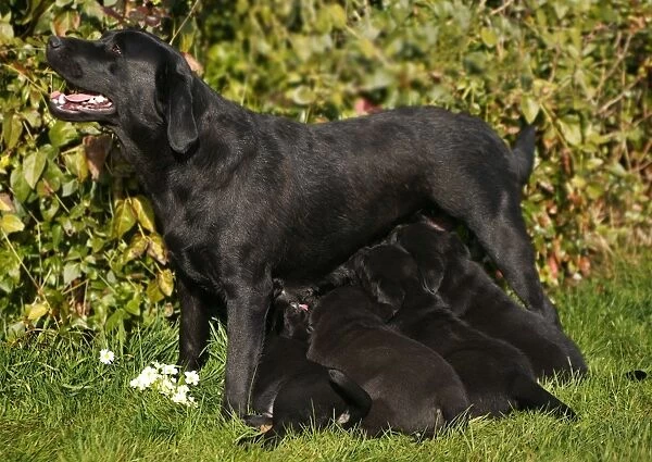 Dog - Black Labrador Retriever with puppies suckling