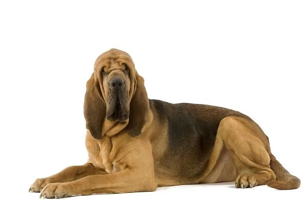 Dog - Bloodhound. Also known as St Hubert Hound