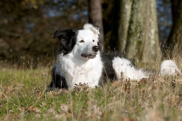 DOG - Border collie laying down