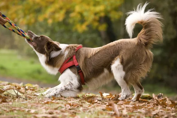 Dog - Border Collie playing tug of war with plaited dog rope