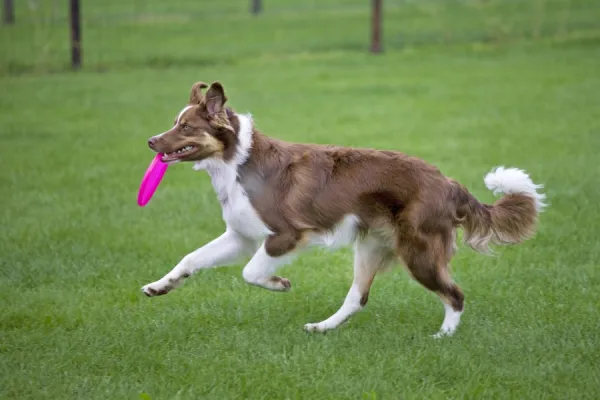 Prints of Dog Border Collie with red merle playing with frisbee