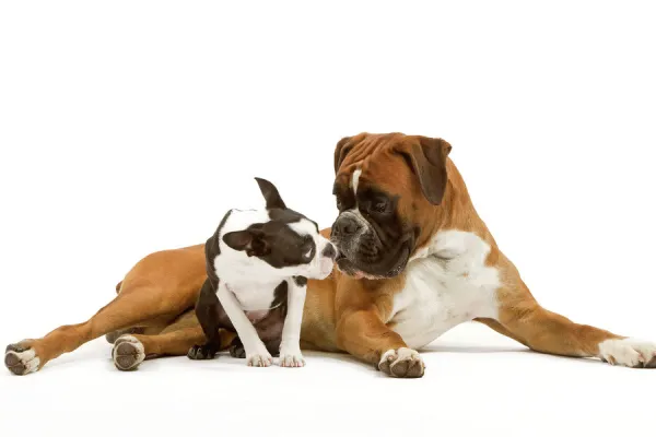 Dog - Boston Terrier and Boxer sniffing each other in studio