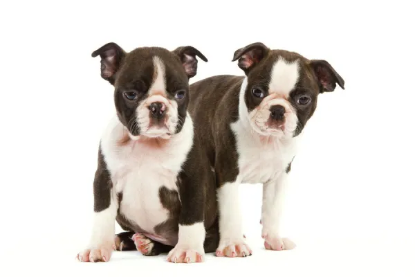 Dog - Two Boston Terrier puppies in studio