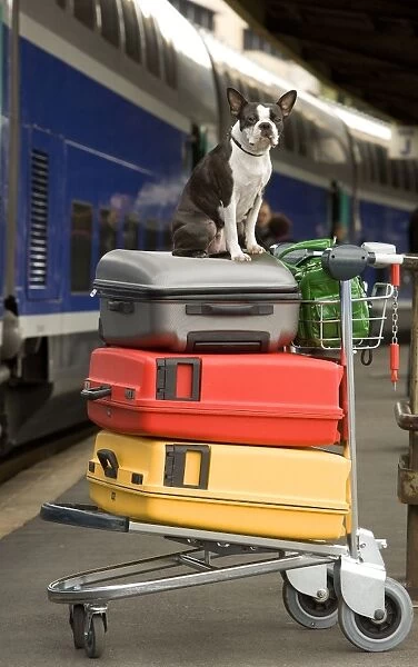 Dog - Boston Terrier sitting on top of suitcases on trolly on platform at train station