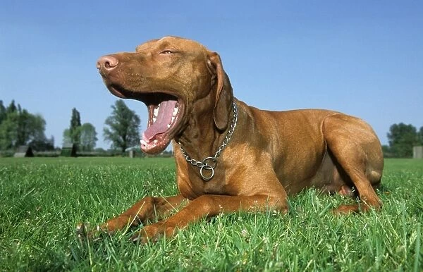 Dog - Bracco Italiano  /  Italian Pointer lying down in grass and yawning