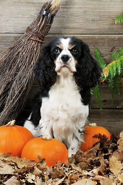 DOG. Cavalier king charles spaniel with broom and pumpkins