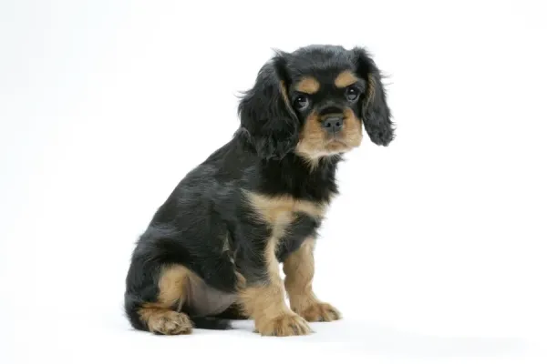 Cavalier King Charles Spaniel Most Laziest Dogs Small Dogs For