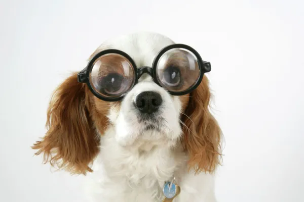 Dog - Cavalier King Charles Spaniel wearing joke magnifying glasses