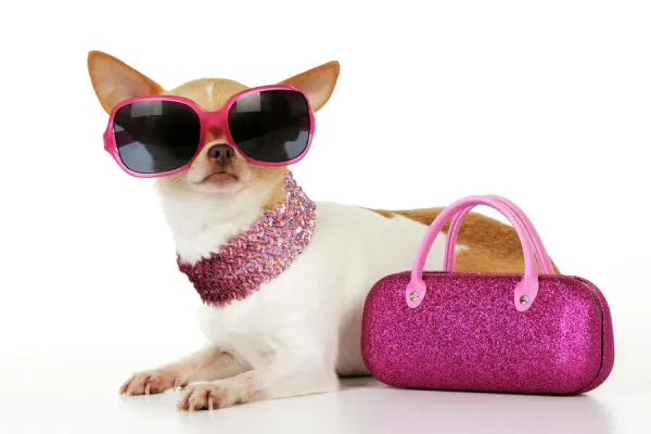 DOG. Chihuahua wearing sunglasses with pink bag