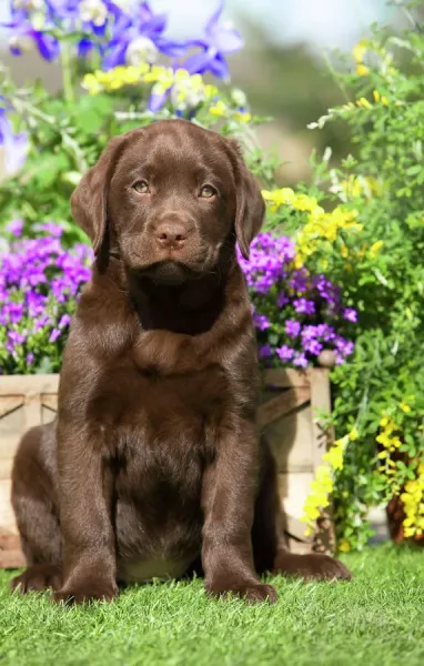 Chocolate Labrador Puppy in Garden LA-8688 Art Prints