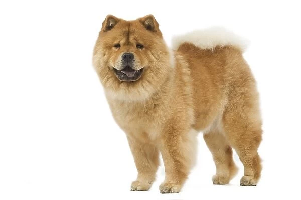 Dog - Chow chow - in studio
