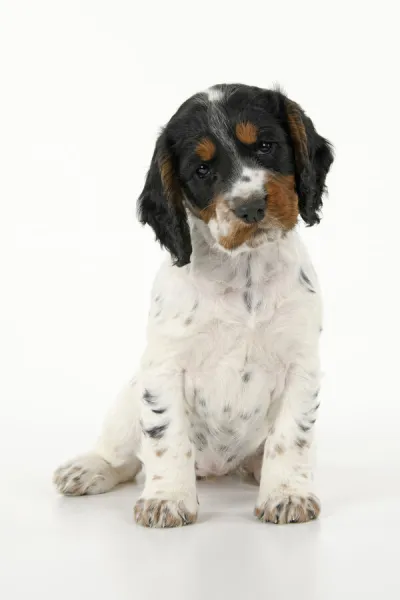 Dog. Cocker Spaniel puppy, tri coloured (7 weeks old ) sitting, studio, white backgound