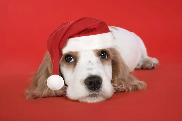 DOG. Cocker Spaniel puppy wearing Christmas hat. Digital Manipulation: Hat, red background