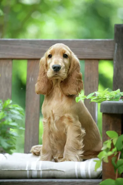 Dog - Cocker Spaniel sitting on bench