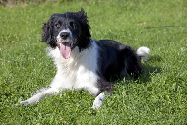 Dog - Collie Spaniel cross - lying down - Waterloo Kennels - Stoke Orchard - Cheltenham - UK