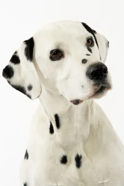 101 Dalmatians Dog Breeds Dalmatian Dog Breed Art Prints, Posters