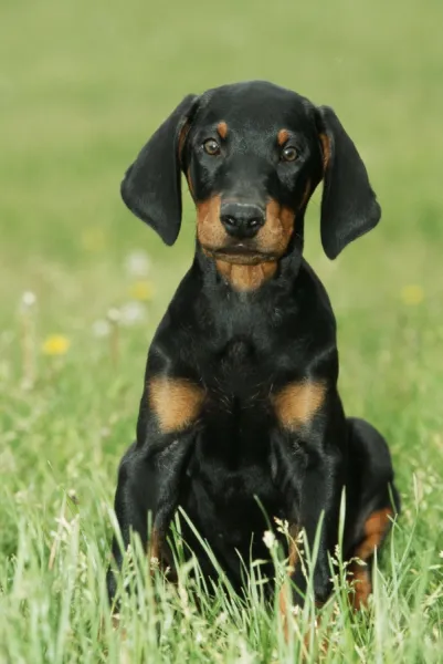 Dog - Doberman puppy, with long ears