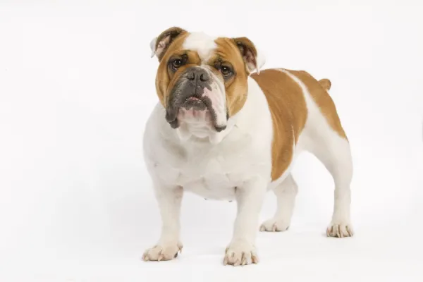 Dog - English Bulldog - adult in studio