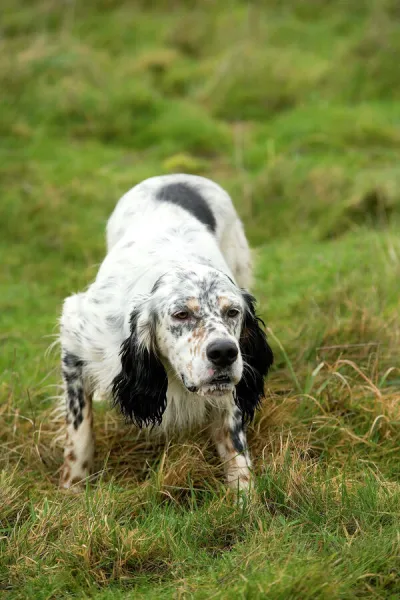 Dog - English Setter