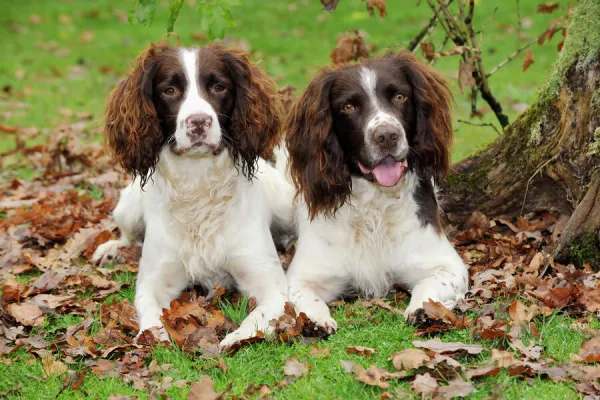 DOG. English springer spaniel pair sitting in leaves