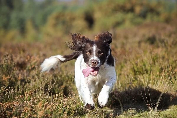 DOG. English springer spaniel running through heather