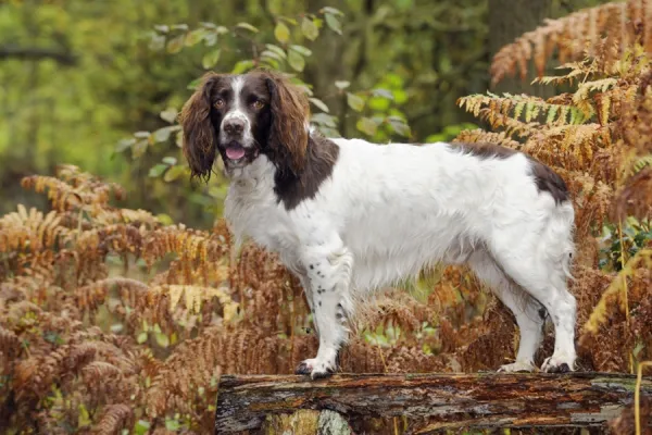 DOG. English springer spaniel standing on bench