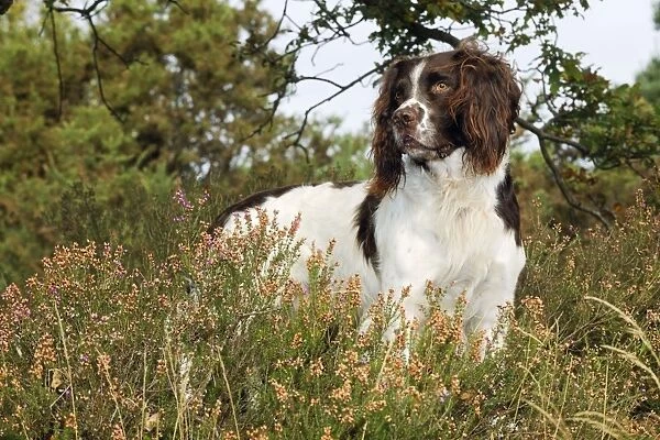 DOG. English springer spaniel standing in heather