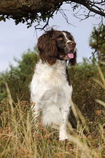 DOG. English springer spaniel standing in heather