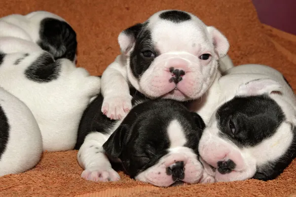 Dog - French Bulldog Puppies - 10 days old