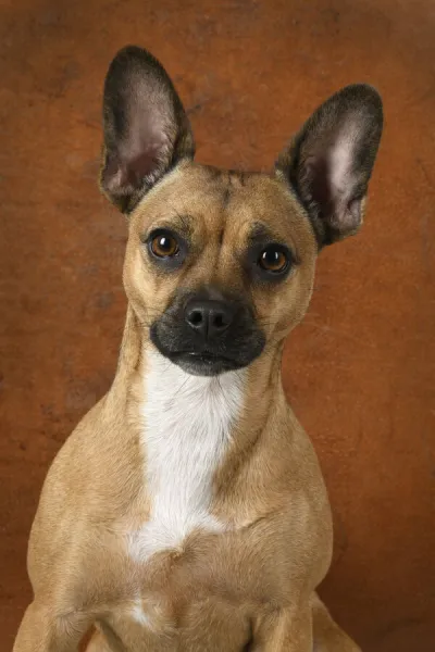 DOG, French Bulldog X Chihuahua, portrait, studio, brown background