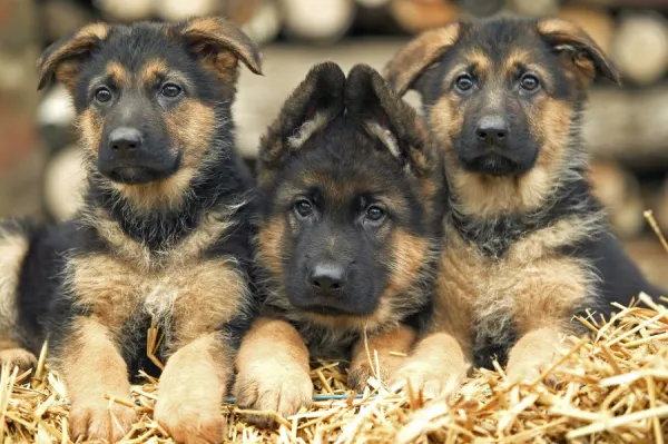 Dog - German Shepherd - three puppies