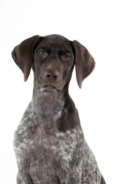 DOG - German Shorthaired Pointer (head shot)