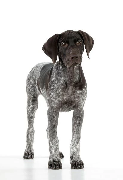 DOG - German Shorthaired Pointer - standing