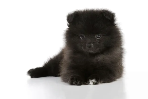 DOG. German Spitz Mittel, 8 wk old puppy