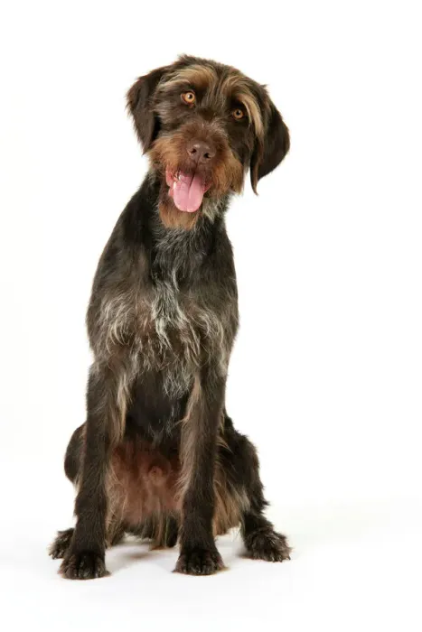 Framed Print : Ardea Wildlife Print of German Wire-Haired Pointer JD-22265 Framed Print : Ardea Wildlife Print of German Wire-Haired Pointer JD-22265