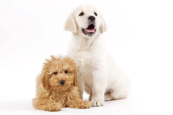 Dog - Golden Retriever 8 week old puppy with Apricot Poodle puppy in studio