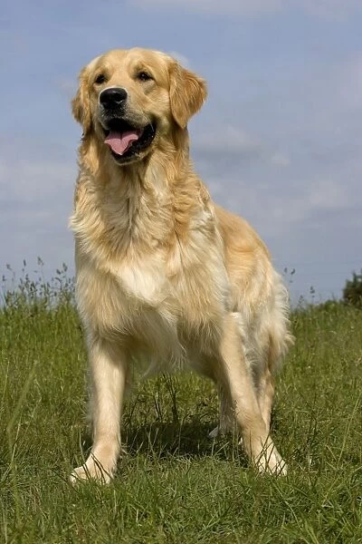 Dog - Golden Retriever